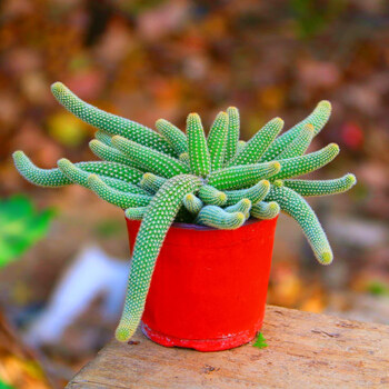 毛毛虫白檀仙人掌仙人指盆栽垂吊开花多肉植物花卉室内室外常青花毛毛虫 白檀 一盆如图不含盆 图片价格品牌报价 京东