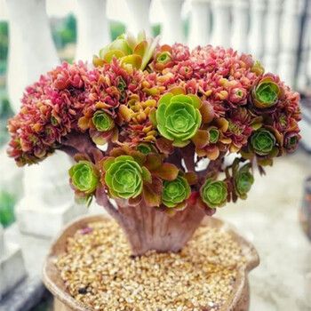 法师多肉植物老桩多头群生缀化大颗巨型大颗木质粗桩造型 4年玫瑰缀化