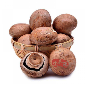 新鲜 500 大褐菇 7-10m 珍宝菇 鲜菌菇 新鲜蘑菇 汉堡香菇 高端食材