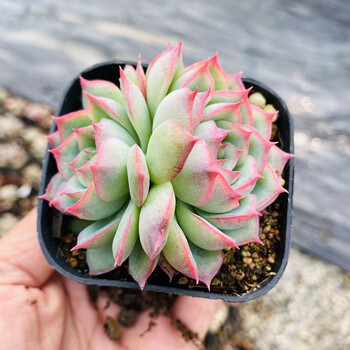 侧影群生多头多肉植物盆栽肉肉新手植物办公室创意花卉绿植防辐射