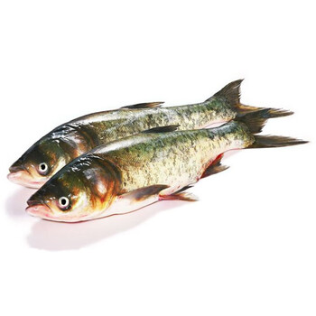 猫扑鱼 微山湖胖头鱼花鲢生鲜鱼类大头鱼新鲜鲜活现杀 大头鱼7斤一条