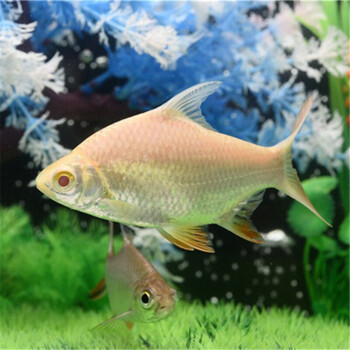 荣郁 金银双线侧鲫发财鱼风水鱼中大型热带观赏鱼群游鱼活体 10-12cm