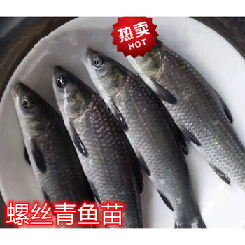 荣郁 青鱼鱼苗螺丝青黑鲩鱼重庆本地淡水冷水鱼小鱼种包活长得快 青鱼