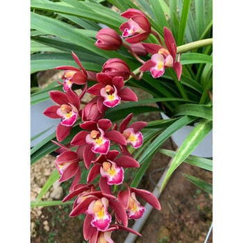 大花蕙兰鲜花花卉盆栽植物室内花年宵花云南直发昆明基地直批直供 红