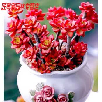 多肉植物缀化品牌及商品- 京东