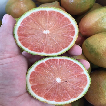 四季结果北方南方种植室内庭院盆栽果树青皮红心柠檬5年生当年结果