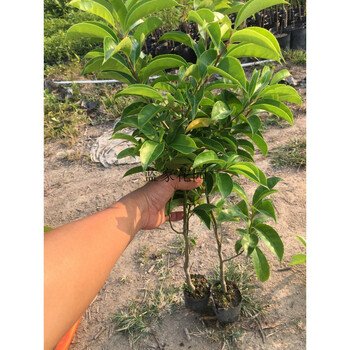 铁冬青树苗万紫千红苗庭院种植结果红色耐寒5060cm高1棵带土杯其他