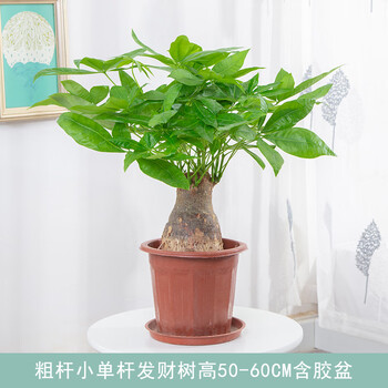 独杆发财树粗杆大树桩室内小盆栽客厅盆景办公室好养活绿植物高50 60cm含胶盆粗杆小单杆发财树含盆 图片价格品牌报价 京东