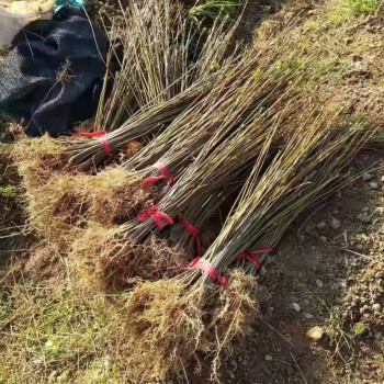 黃柏樹苗黃柏苗基地黃波欏樹剝皮賣造林苗東北黃菠蘿苗 50-70釐米30顆