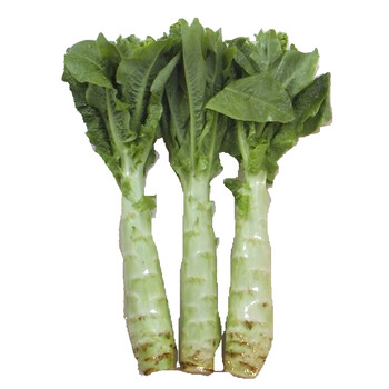 莴苣 新鲜莴笋 青笋莴苣 蔬菜 时令莴菜香莴苣菜 净重5斤装