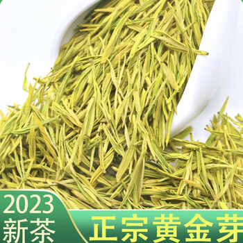 澳康华【一斤500克】黄金芽安吉白茶明前高山2023年新茶茶叶正宗散装