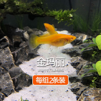 Vieruodis 金银黑皮球玛丽除油膜胎生鱼红箭红白剑米奇月光牡丹小型活体鱼3cm金玛丽2条 图片价格品牌报价 京东