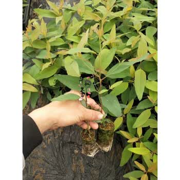 佶优合广西速生桉树苗h3229广9262728雷11k3号轻基质杯桉树苗带泥26号