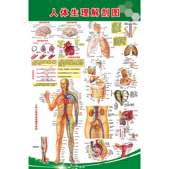 初一生物书人体构造图片