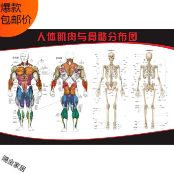 人體骨骼圖掛器官內臟結構海報脊柱解肌肉分佈解剖掛畫(注意:詳情看