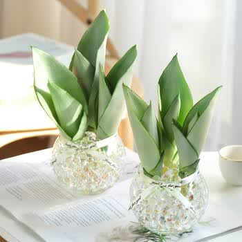 室内客厅盆栽金边虎皮兰多肉易活可水培植物新房装修 白玉虎皮兰(水培