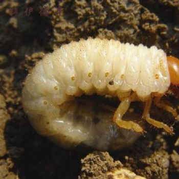 金龟子幼虫活体土蚕翠青食物不包爬虫饲料钓鱼活虫子活蛴螬虫10个 图片价格品牌报价 京东