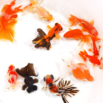 Jypet金鱼活鱼冷水淡水小鱼苗观赏鱼活体金鱼8条2 4cm 颜色品种随机发 图片价格品牌报价 京东