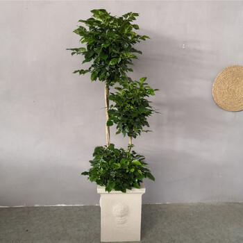 幸福树盆栽平安树绿宝客厅多层高杆植物大型绿植 160-170cm步步高狮子