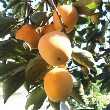 嫁接柿树苗日本柿子苗柿子树苗盆栽地栽果树苗南北方种植当年结果柿子苗牛心柿子4年苗当年结果 图片价格品牌报价 京东