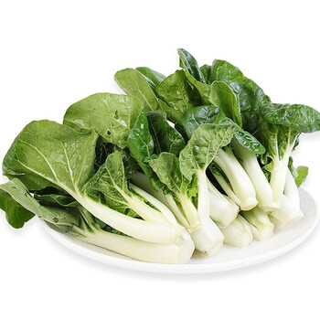 东升农场奶白苗小白菜时蔬食品火锅煮汤清甜宁夏蔬菜250g