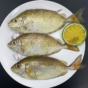 腾旺纳跃北海新鲜娘艾鱼泥猛鱼海鲜水产鲜活冷冻海鱼去鳃去内脏深海鱼