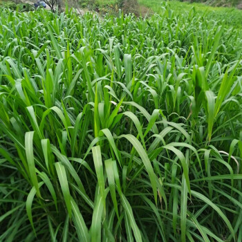 高产牧草种新型皇竹草巴西红像草巨菌草无绒毛甜象草3号四季多年生