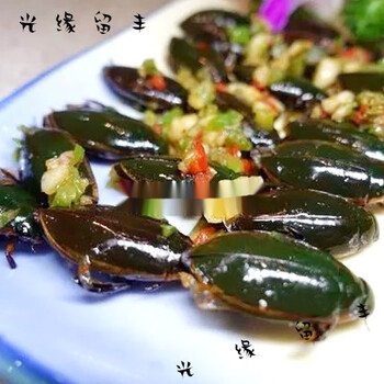 龙虱美味虫子东北水老鳖大金边鳖盖虫水龟子食用昆虫大射尿龟 椒盐
