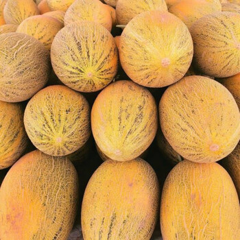 新疆特产伽师八六王黄皮哈密瓜新鲜水果甜瓜王一箱1个瓜46斤箱装送礼
