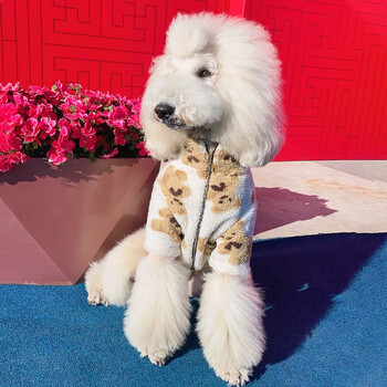 巨型泰迪幼犬宠物狗巨贵巨型贵宾犬活体狗狗香槟色宠物狗狗 公