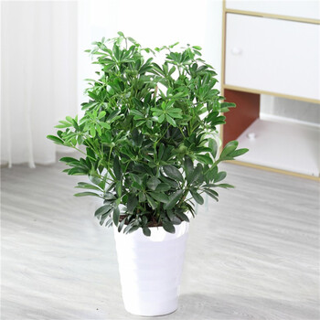 鸭脚木鸭掌木盆栽植物花卉室内大型客厅八方来财吸甲醛净化空气3040鸭