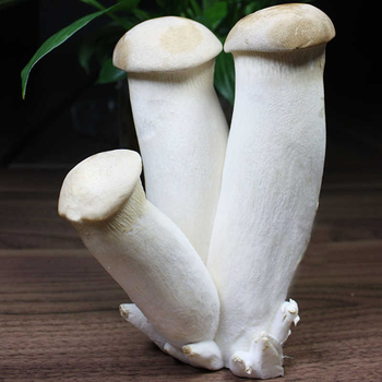 现摘杏鲍菇新鲜鸡腿菇火锅料理蘑菇蔬菜菌菇3斤精品装1斤独立包装隔温