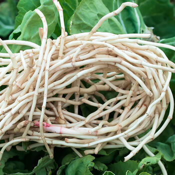 展志曼智 新鲜鱼腥草农家自种折耳根嫩根可凉拌节节根 新鲜鱼腥草