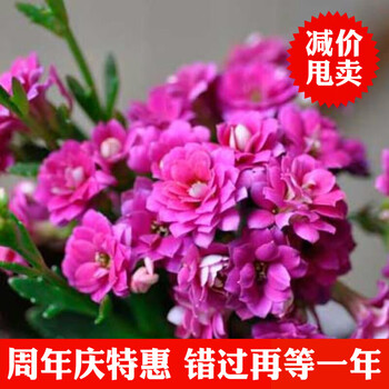 长寿花盆栽重瓣大花带花苞四季客厅办公室内盆栽花卉植物玫红色不含盆 图片价格品牌报价 京东
