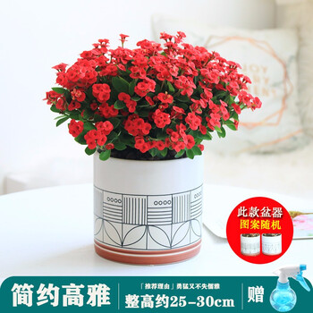 海棠花盆栽花卉观花植物室内花好养四季开花的花绿植铁海棠虎刺梅 简约高雅 5年生 老桩大虎刺梅 艺术陶瓷盆 图片价格品牌报价 京东 海棠花盆栽花卉观花植物室内花好养四季开花的花绿植铁海棠虎刺梅 简约高雅 5年生 老桩大虎刺梅 艺术陶瓷盆 图片价格品牌报价 京东