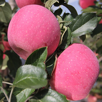 矮化苹果树苗南方北方室内种植红富士苹果苗地栽带果子带原土 新烟富3