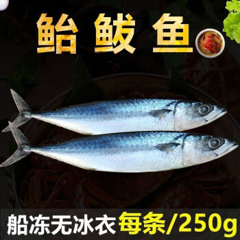 鮁魚新鮮馬鮫魚深海海魚青佔魚青花魚大鮁魚海鮮水產年貨整箱批發福茹