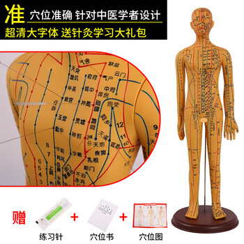人体模型 人体模型- 京东