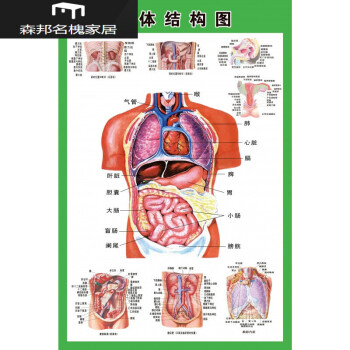 人体器官分布图女士图片