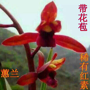 兰花春兰红素价格报价行情- 京东