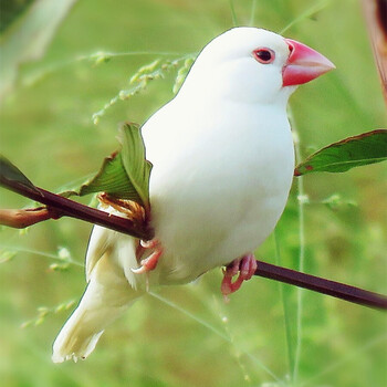 珍珠活体鸟白文活体灰文活体鸟白珍珠活体宠物灰珍珠活体幼鸟幼崽观赏