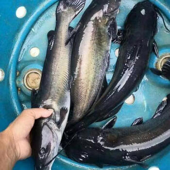 荣郁清江鱼批发斑点鮰鱼鲜活烤鱼半成品商用整箱纸包清江鱼开背淡水鱼