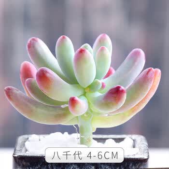 满城花多肉植物新款 满城花多肉植物21年新款 京东