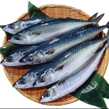 棠鲜生  鲐鱼 青占鱼  小鲅鱼日料500g 5斤