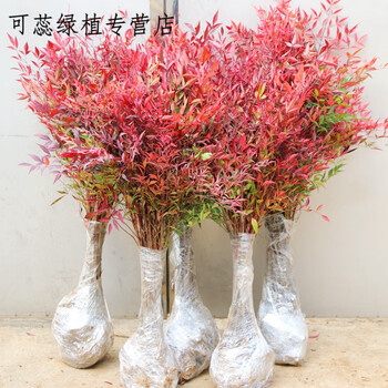 南天竹树苗红天竺盆栽兰天竹红叶植物观叶庭院耐寒工程绿化苗木南天竹60厘米左右高 10棵 不含盆 图片价格品牌报价 京东