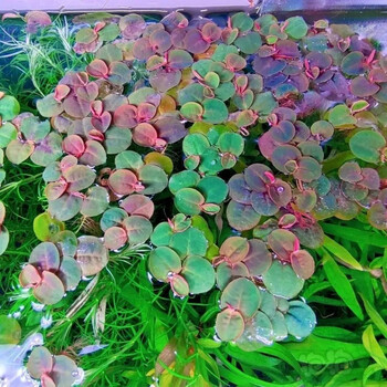 乌龟缸造景绿植水草乌龟专用缸鱼缸摆件红毛丹浮萍真草水培养种子净化