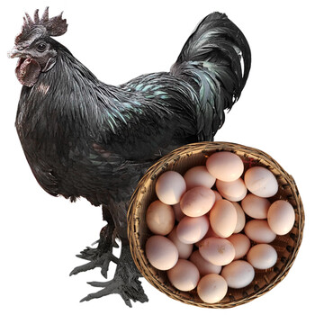 谷凡正宗全粮放养乌鸡四川山地乌鸡沐川六乌鸡蛋月子蛋宝宝蛋食膳鸡蛋