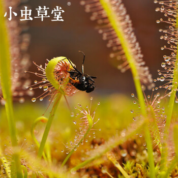 盆栽花卉植物室內茅膏菜混合種子小蟲草堂食蟲植物盆栽食人花勺葉