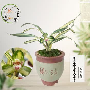 兰花黄金中透大富贵春兰浓香中透艺中透荷盆栽绿植花卉黄金中透大富贵