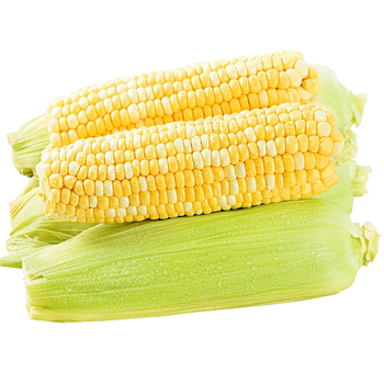 plus会员:xian zhi nan 鲜指南 新鲜水果玉米 9斤装